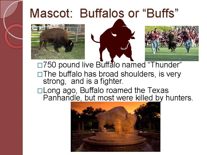 Mascot: Buffalos or “Buffs” � 750 pound live Buffalo named “Thunder” �The buffalo has