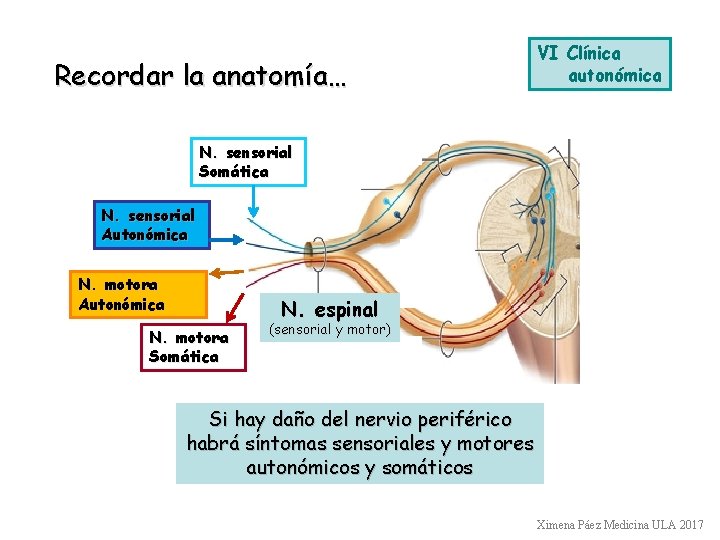 Recordar la anatomía… VI Clínica autonómica N. sensorial Somática N. sensorial Autonómica N. motora