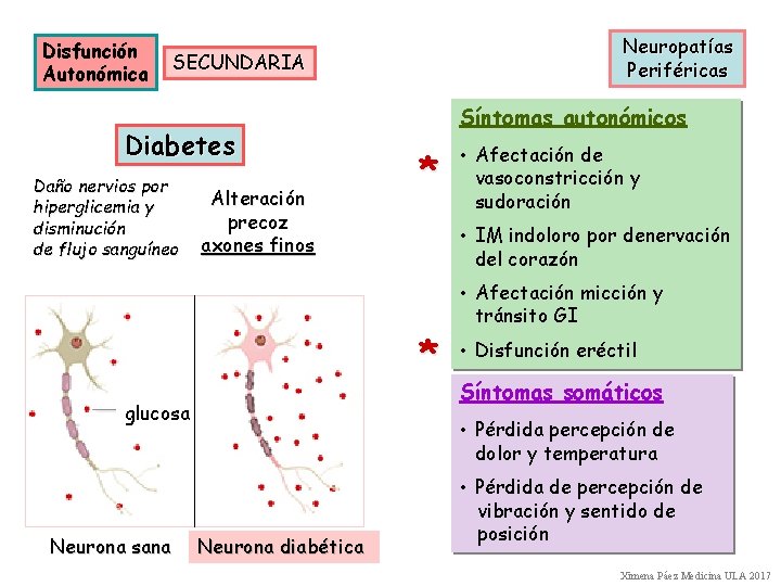 Disfunción Autonómica Neuropatías Periféricas SECUNDARIA Diabetes Daño nervios por hiperglicemia y disminución de flujo