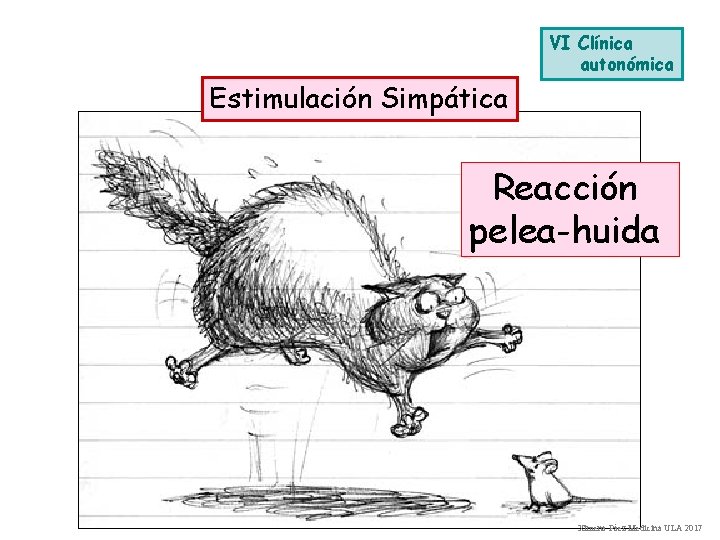 VI Clínica autonómica Estimulación Simpática Reacción pelea-huida Ximena Páez Medicina ULA 2017 