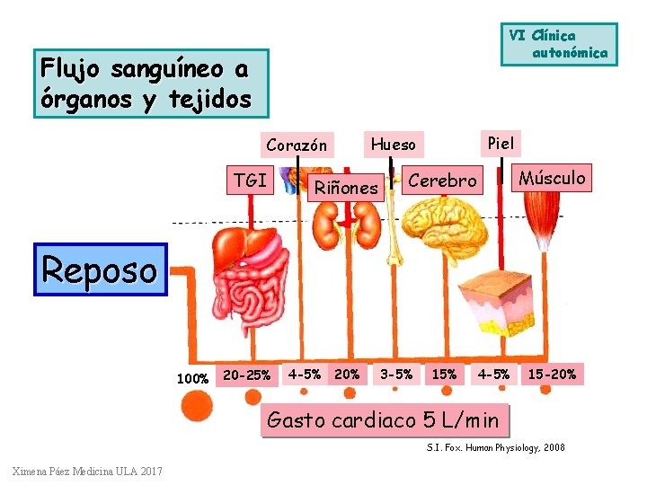 VI Clínica autonómica Flujo sanguíneo a órganos y tejidos Corazón TGI Piel Hueso Riñones