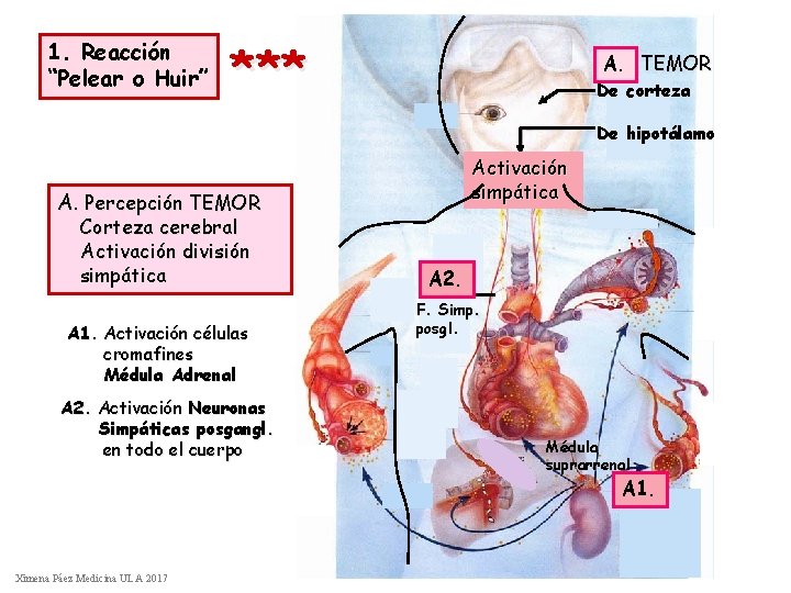 1. Reacción “Pelear o Huir” *** A. TEMOR De corteza De hipotálamo Activación simpática