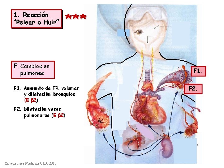 1. Reacción “Pelear o Huir” *** F. Cambios en pulmones F 1. Aumento de