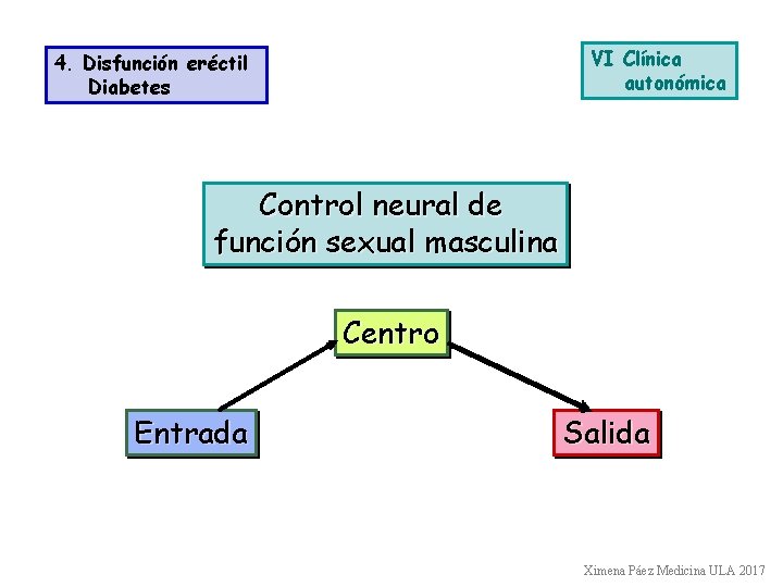 VI Clínica autonómica 4. Disfunción eréctil Diabetes Control neural de función sexual masculina Centro