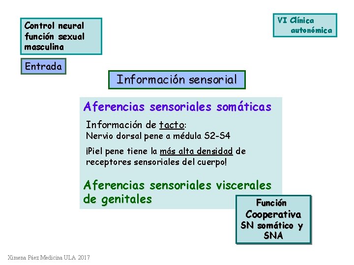 VI Clínica autonómica Control neural función sexual masculina Entrada Información sensorial Aferencias sensoriales somáticas