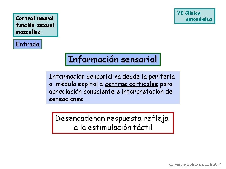 VI Clínica autonómica Control neural función sexual masculina Entrada Información sensorial va desde la