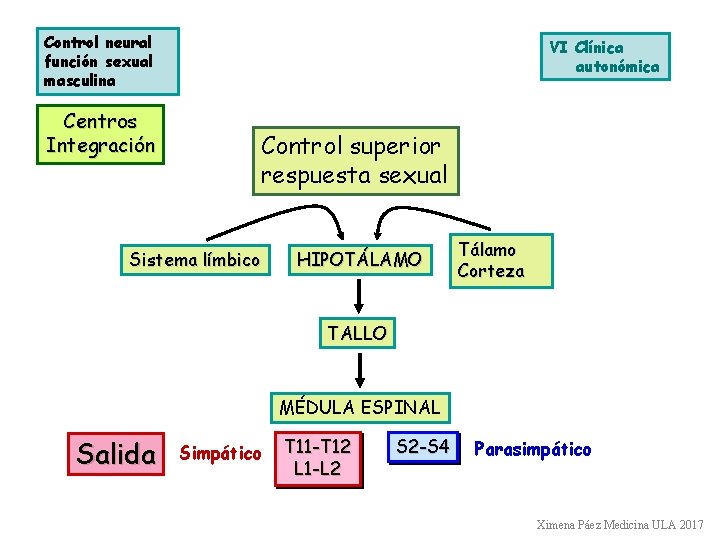 Control neural función sexual masculina Centros Integración VI Clínica autonómica Control superior respuesta sexual