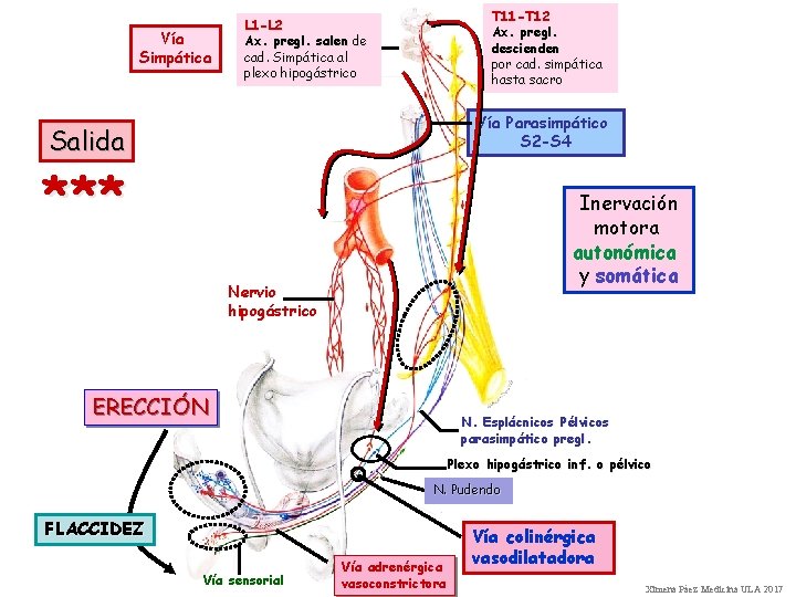 Vía Simpática T 11 -T 12 Ax. pregl. descienden por cad. simpática hasta sacro