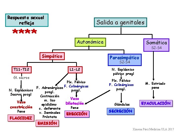 Respuesta sexual refleja **** Salida a genitales Autonómica Simpático Somática S 2 -S 4