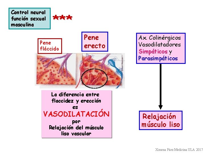 Control neural función sexual masculina *** Pene fláccido Pene erecto Ax. Colinérgicos Vasodilatadores Simpáticos