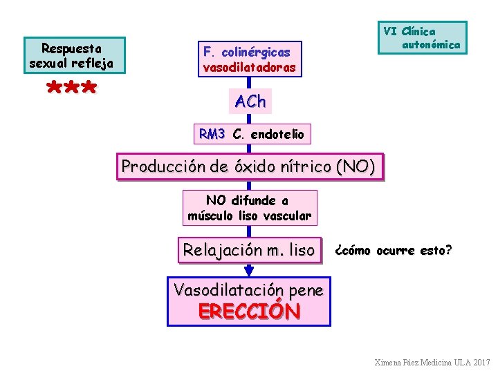 Respuesta sexual refleja *** VI Clínica autonómica F. colinérgicas vasodilatadoras ACh RM 3 C.