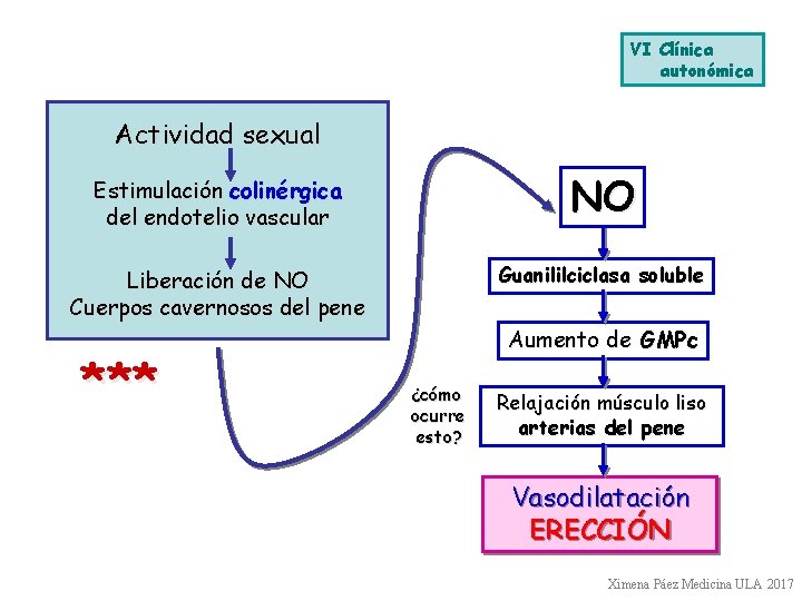 VI Clínica autonómica Actividad sexual Estimulación colinérgica del endotelio vascular NO Liberación de NO