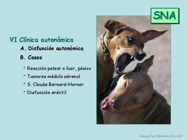 SNA VI Clínica autonómica A. Disfunción autonómica B. Casos • Reacción pelear o huir,