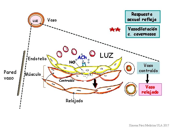 LUZ Respuesta sexual refleja Vaso ** Endotelio Pared vaso NO ACh Músculo Vasodilatación c.