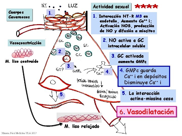 LUZ Cuerpos Cavernosos 1. Actividad sexual **** 1. Interacción NT-R M 3 en endotelio,