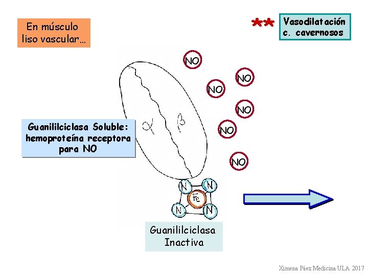 ** En músculo liso vascular… Vasodilatación c. cavernosos NO NO Guanililciclasa Soluble: hemoproteína receptora