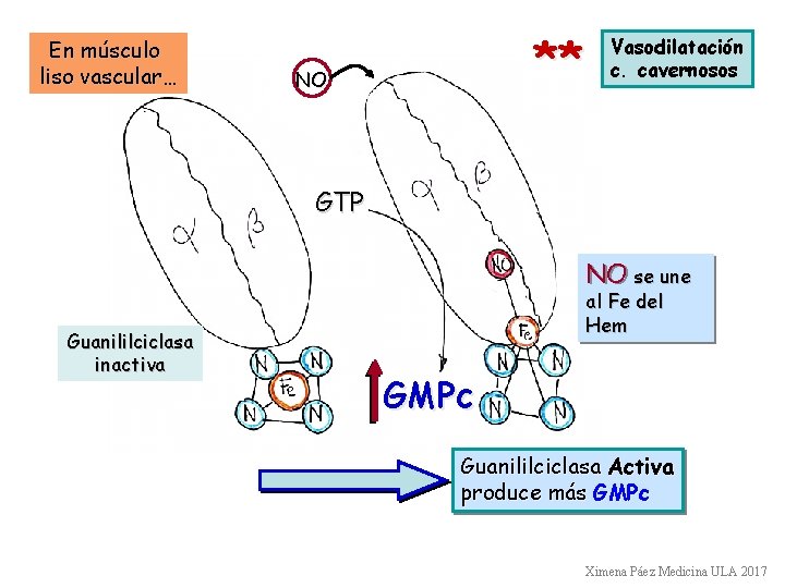 En músculo liso vascular… ** NO Vasodilatación c. cavernosos GTP NO se une Guanililciclasa