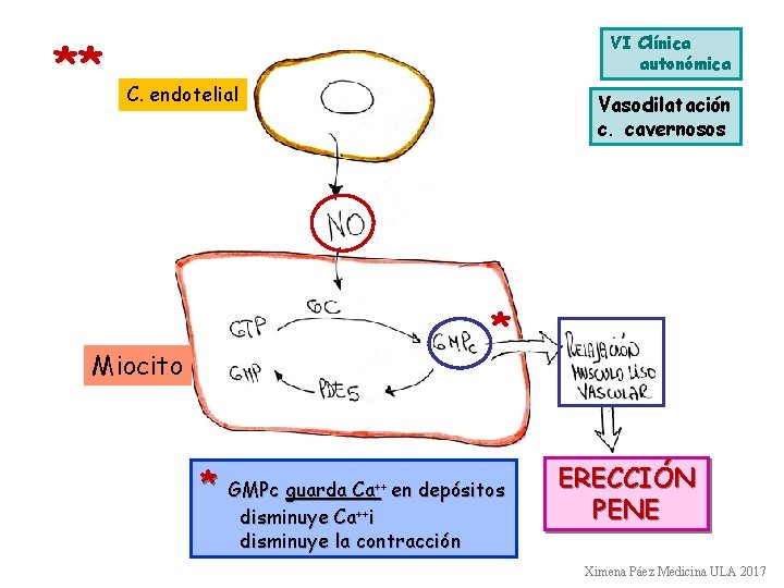 ** VI Clínica autonómica C. endotelial Vasodilatación c. cavernosos * Miocito * GMPc guarda