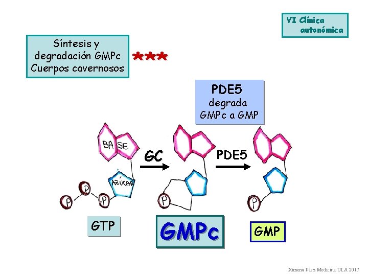 VI Clínica autonómica Síntesis y degradación GMPc Cuerpos cavernosos *** PDE 5 degrada GMPc