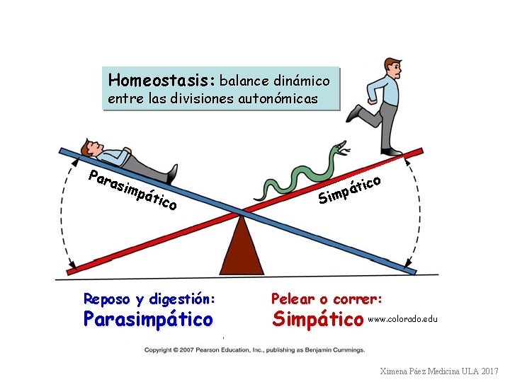 Homeostasis: balance dinámico entre las divisiones autonómicas Par asim pát ico Reposo y digestión: