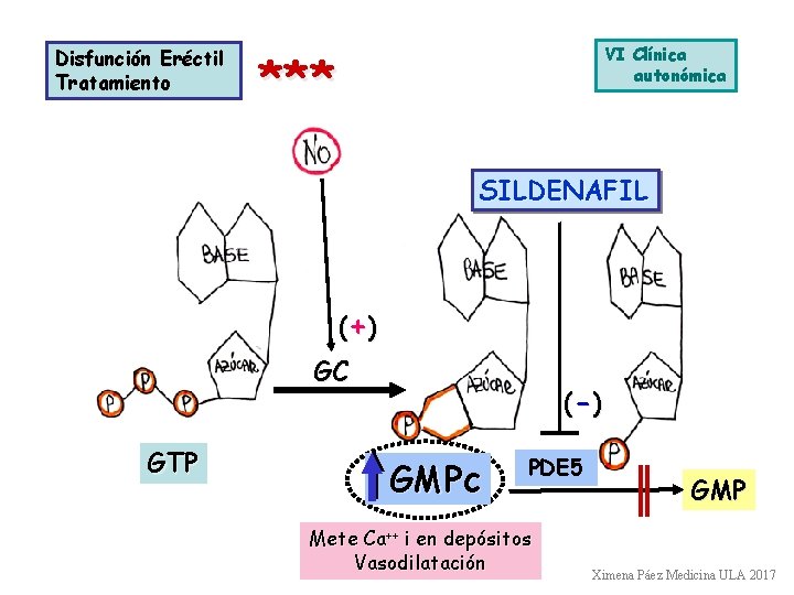 Disfunción Eréctil Tratamiento VI Clínica autonómica *** SILDENAFIL 5 (+ ) GC GTP (-
