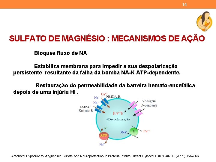 14 SULFATO DE MAGNÉSIO : MECANISMOS DE AÇÃO Bloquea fluxo de NA Estabiliza membrana