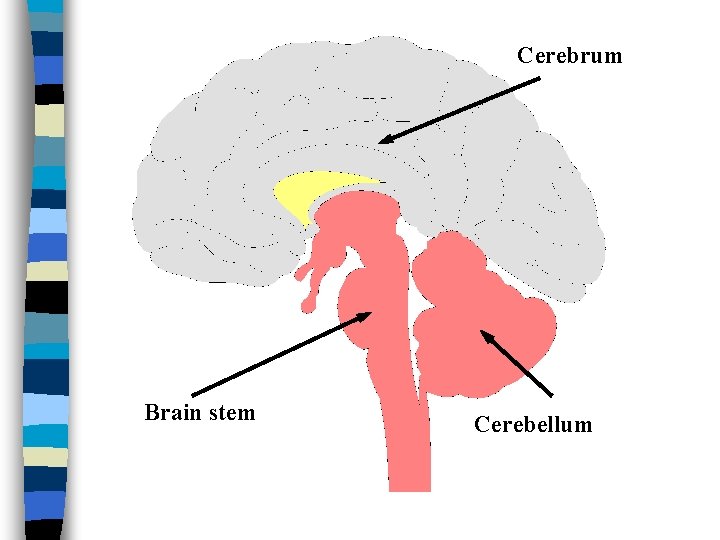 Cerebrum Brain stem Cerebellum 