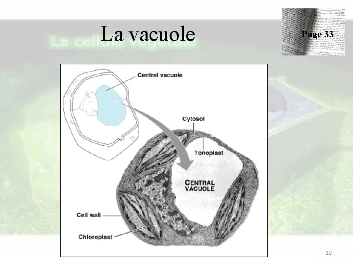 La vacuole Page 33 10 