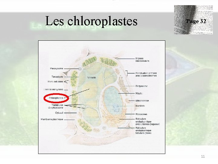 Les chloroplastes Page 32 11 