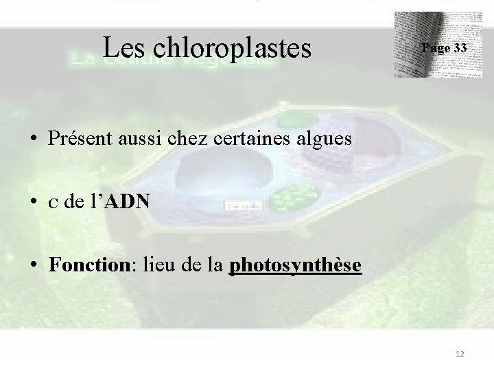 Les chloroplastes Page 33 • Présent aussi chez certaines algues • ᴄ de l’ADN