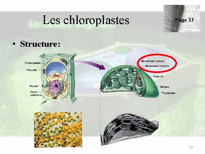 Les chloroplastes Page 33 • Structure: 13 