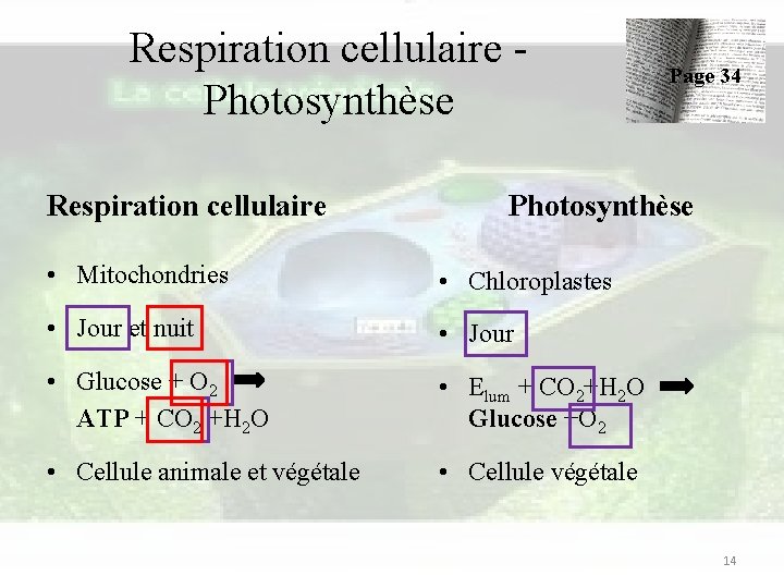 Respiration cellulaire Photosynthèse Respiration cellulaire Page 34 Photosynthèse • Mitochondries • Chloroplastes • Jour