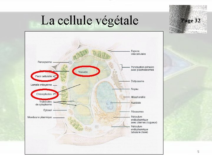 La cellule végétale Page 32 5 