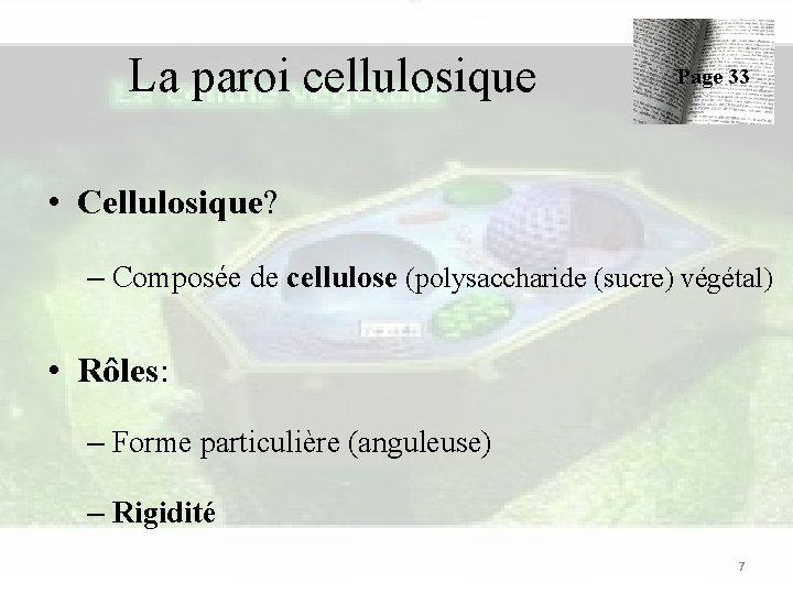 La paroi cellulosique Page 33 • Cellulosique? – Composée de cellulose (polysaccharide (sucre) végétal)