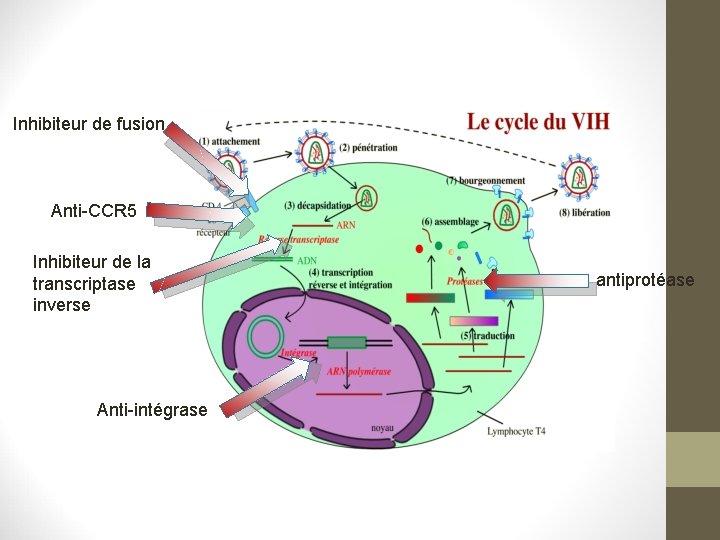 Inhibiteur de fusion Anti-CCR 5 Inhibiteur de la transcriptase inverse Anti-intégrase antiprotéase Inhibiteur de fusion Anti-CCR 5 Inhibiteur de la transcriptase inverse Anti-intégrase antiprotéase