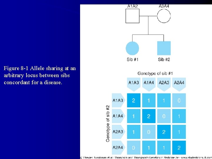 Figure 8 -1 Allele sharing at an arbitrary locus between sibs concordant for a Figure 8 -1 Allele sharing at an arbitrary locus between sibs concordant for a