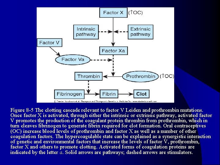 l Figure 8 -5 The clotting cascade relevant to factor V Leiden and prothrombin l Figure 8 -5 The clotting cascade relevant to factor V Leiden and prothrombin