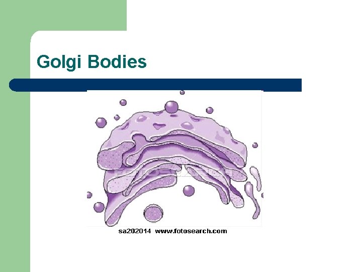 Golgi Bodies 