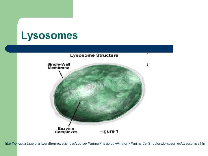 Lysosomes http: //www. cartage. org. lb/en/themes/sciences/zoology/Animal. Physiology/Anatomy/Animal. Cell. Structure/Lysosomes. htm 