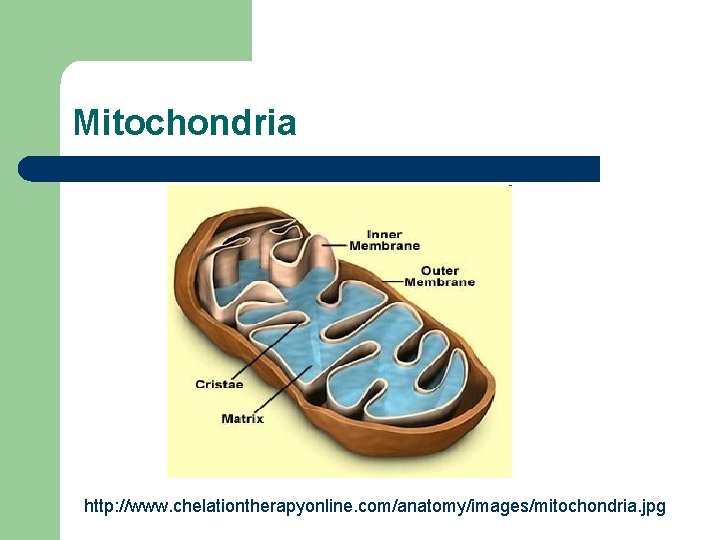 Mitochondria http: //www. chelationtherapyonline. com/anatomy/images/mitochondria. jpg 