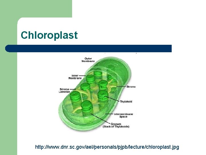 Chloroplast http: //www. dnr. sc. gov/ael/personals/pjpb/lecture/chloroplast. jpg 