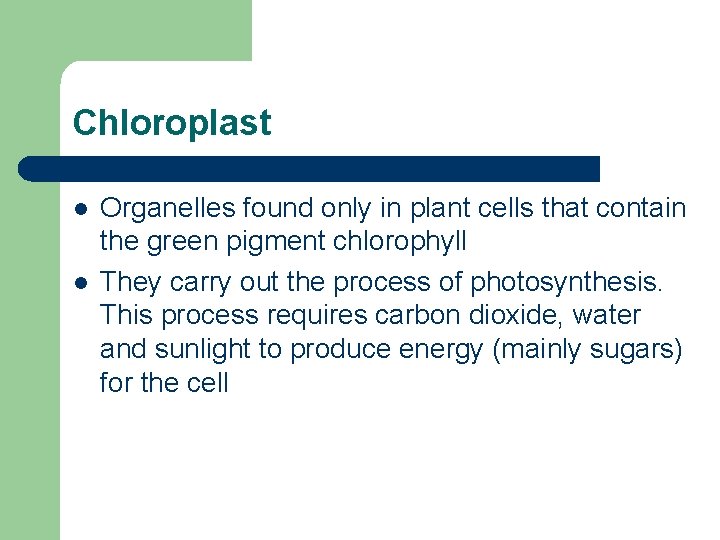 Chloroplast l l Organelles found only in plant cells that contain the green pigment