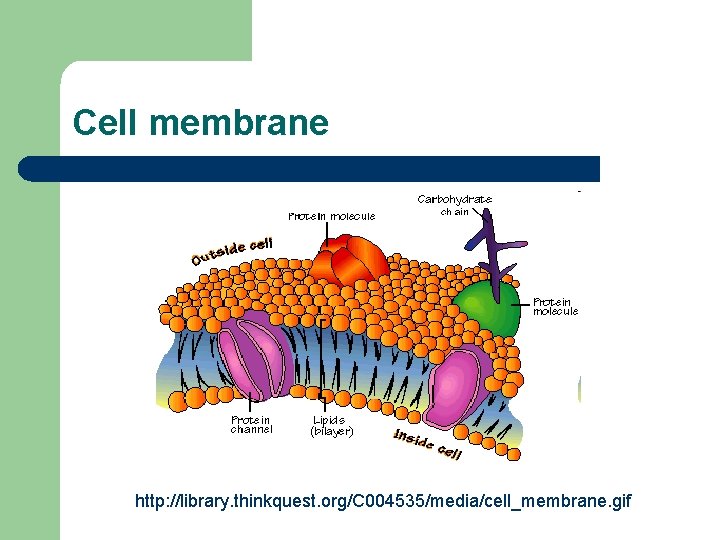 Cell membrane http: //library. thinkquest. org/C 004535/media/cell_membrane. gif 