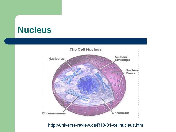 Nucleus http: //universe-review. ca/R 10 -01 -cellnucleus. htm 