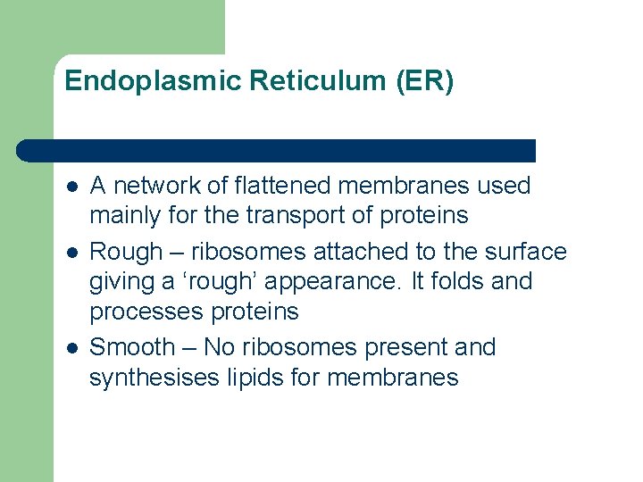 Endoplasmic Reticulum (ER) l l l A network of flattened membranes used mainly for