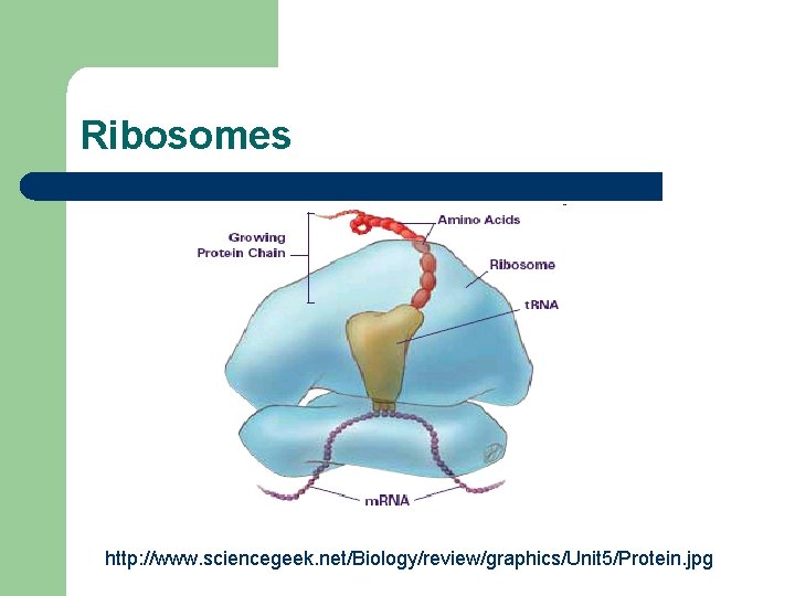 Ribosomes http: //www. sciencegeek. net/Biology/review/graphics/Unit 5/Protein. jpg 