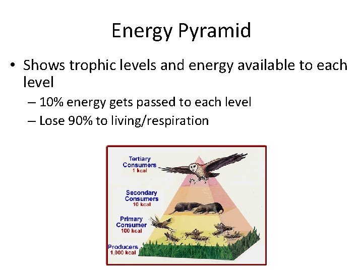 Energy Pyramid • Shows trophic levels and energy available to each level – 10%