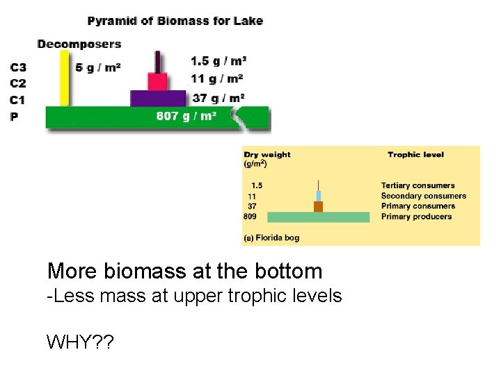 More biomass at the bottom -Less mass at upper trophic levels WHY? ? 