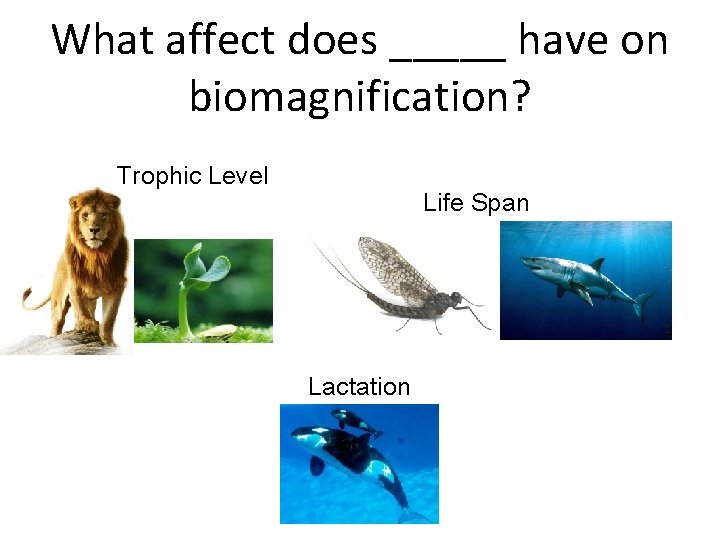 What affect does _____ have on biomagnification? Trophic Level Life Span Lactation 