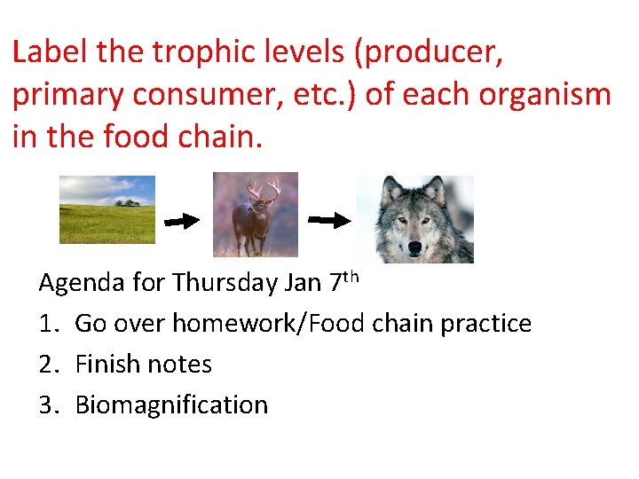 Label the trophic levels (producer, primary consumer, etc. ) of each organism in the